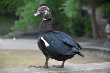 A dark colored muscovy duck in the park