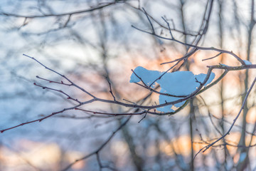 Snowy Tree at Sunrise with Pink and Blue Sky