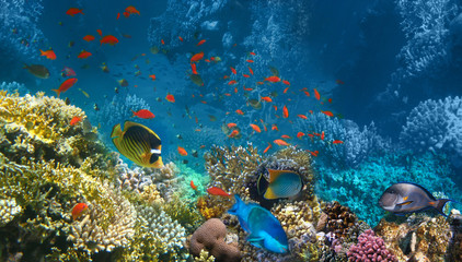 Fototapeta premium Underwater world. Coral fishes of Red sea.