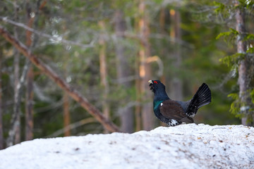 Western Capercaillie (Tetrao Urogallus) Wood Grouse at lek during the courting season
