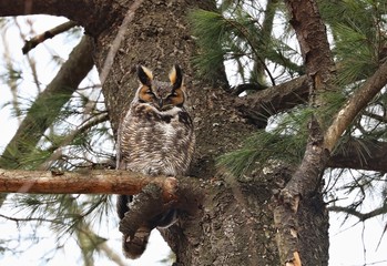 The great horned owl is a large owl native to the Americas. It is an extremely adaptable bird with a vast range and is the most widely distributed true owl in the Americas.

