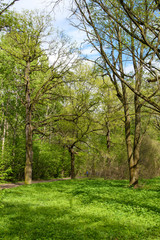 Spring in the forest. Young leaves bloom in the trees. Sunny spring day. Deciduous forest in a meadow lit by the sun.