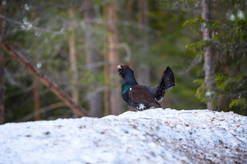 Western Capercaillie (Tetrao Urogallus) Wood Grouse at lek during the courting season