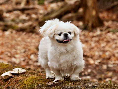 Small white pekinese in park.
