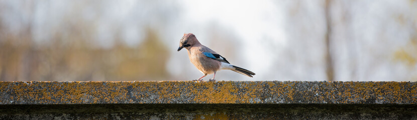 Small jay on the parapet