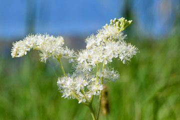Spring. White lush meadow flower against a background of green grass and deep water. Close-up. Background.