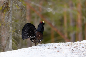 Western Capercaillie (Tetrao Urogallus) Wood Grouse at lek during the courting season
