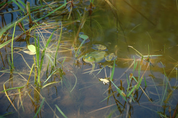 A green frog swimming in the pond