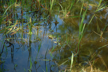 A green little frog in the water among the grass