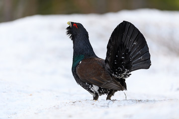 Western Capercaillie (Tetrao Urogallus) Wood Grouse at lek during the courting season