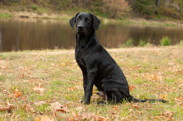 A black young Labrador Retriever sitting on the grass