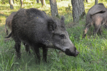Wild boar walking in forest