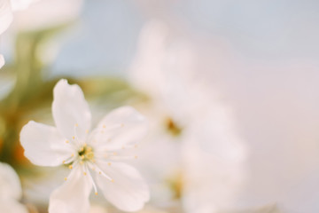 Cherry blossom closeup, beautiful spring blurred background.
