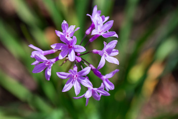 Close up of a small purple flower in the garden outdoors