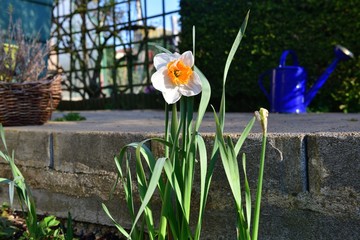 Beautiful white daffodil with yellow center in front of concrete walkway.