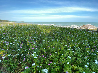 Floral field near beach and sea background.