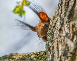 Vom Eichhörnchen beobachtet