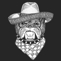 Bulldog, dog. Sombrero is traditional mexican hat. Mexico. Portrait of cute animal.