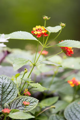 Lantana or Spanish flag (in german Wandelröschen) Lantana