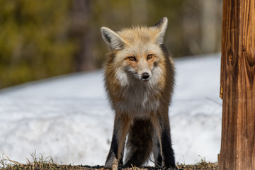 A Red Fox Roaming the Snowy Mountains