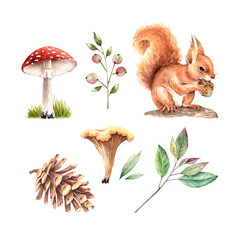 set of watercolor illustrations: red squirrel with mushrooms, berries and plants on a white background close-up - obrazy, fototapety, plakaty
