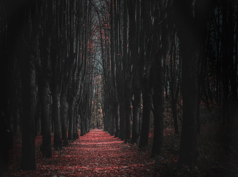 Empty mystical alley in the dark horror forest  twightlights. Leaves fall on the ground like a blood