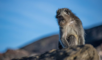 singe Indonésie volcan 