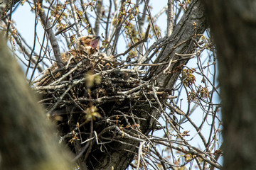 Great Horned Owl 20200411A1R_6325