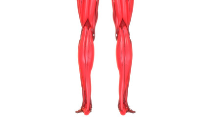 Human Body Muscular System Anatomy 3d rendering 