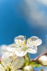 spring tree blossom. spring bloom flower isolated