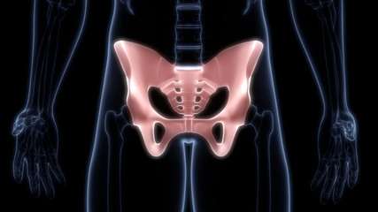 Pelvis Joints of Human Skeleton System Anatomy 3D Rendering