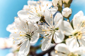 spring tree blossom. spring bloom flower isolated