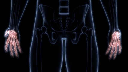 Palm Hand Joints of Human Skeleton System Anatomy 3D Rendering