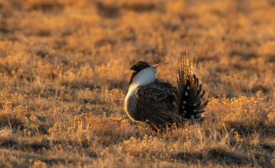 A Male Greater sage-grouse on Lek on a Spring Morning
