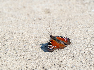Schmetterling
