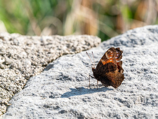 Schmetterling