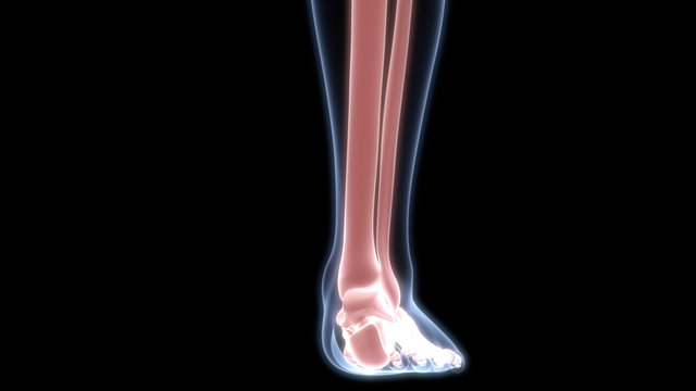 Leg Joints of Human Skeleton System Anatomy 3D Rendering