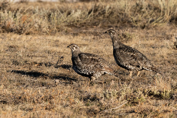 Female Greater sage-grouse on Lek on a Spring Morning