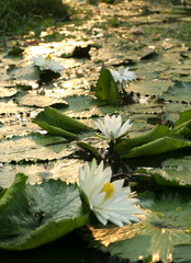 a lot of Lotus in Thai lake