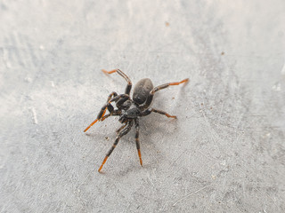 Araignée