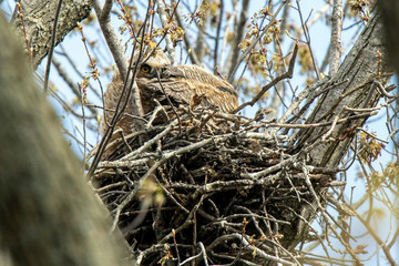 Great Horned Owl 20200411A1R_6402