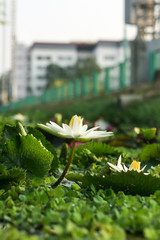 Lotus blur in the lake,Thailand