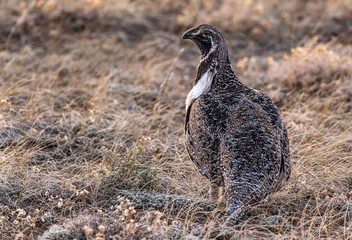 A Male Greater sage-grouse on Lek on a Spring Morning