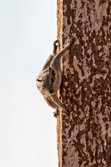 Close-up of a squirrel on a wall