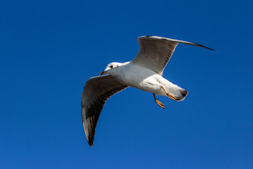 A Seagull in flight flaps its wings before taking its prey Freeze frame