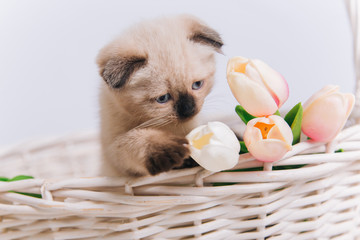 Cute siamese kitten is sitting in a white basket with spring flowers. Fold cat on a white background. Color point cat studio photo