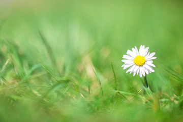 White Daisy in green grass with blurred background, beautiful bright spring background with sunlight, nature concept