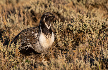 A Male Greater sage-grouse Roaming the Lek at Dawn