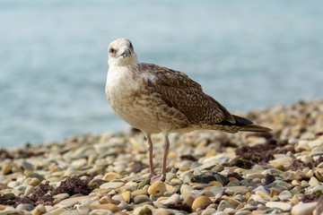 Pebbles and Seagull on the Beach Bird Looks in the Frame of a summer vacation