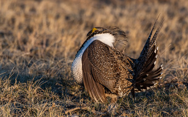 A Male Greater sage-grouse on Lek on a Spring Morning